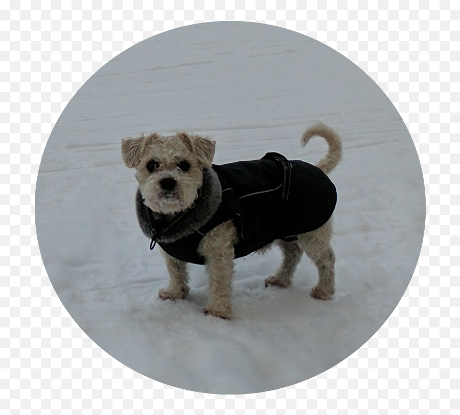 Chrooma Gif Keyboard For Android - Dog Clothes Emoji,Schnauzer Emoji