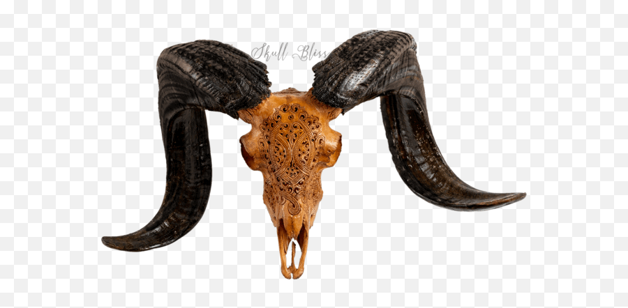 Décor Ram Hand Carved Taxidermy Antique Goat Skull Bali Cow - Bovinae Emoji,Emotions Of A Skull