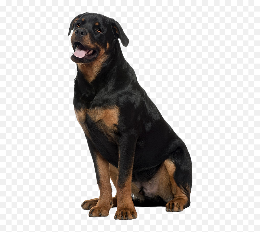 Rottweiler Temperament Training Grooming Nutrition Petplan Emoji,Appeal To Emotion Examples Dogs