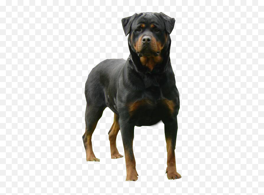 Rottweiler - Transparent Png Rottweiler Png Emoji,Rottweiler Emoji