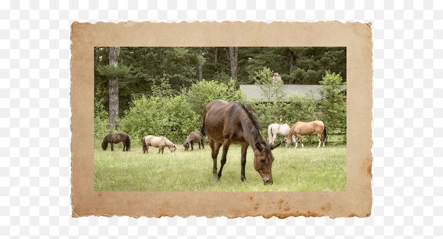 Winslow Animal Farm Sanctuary Emoji,Meadow Emoticons Shelter