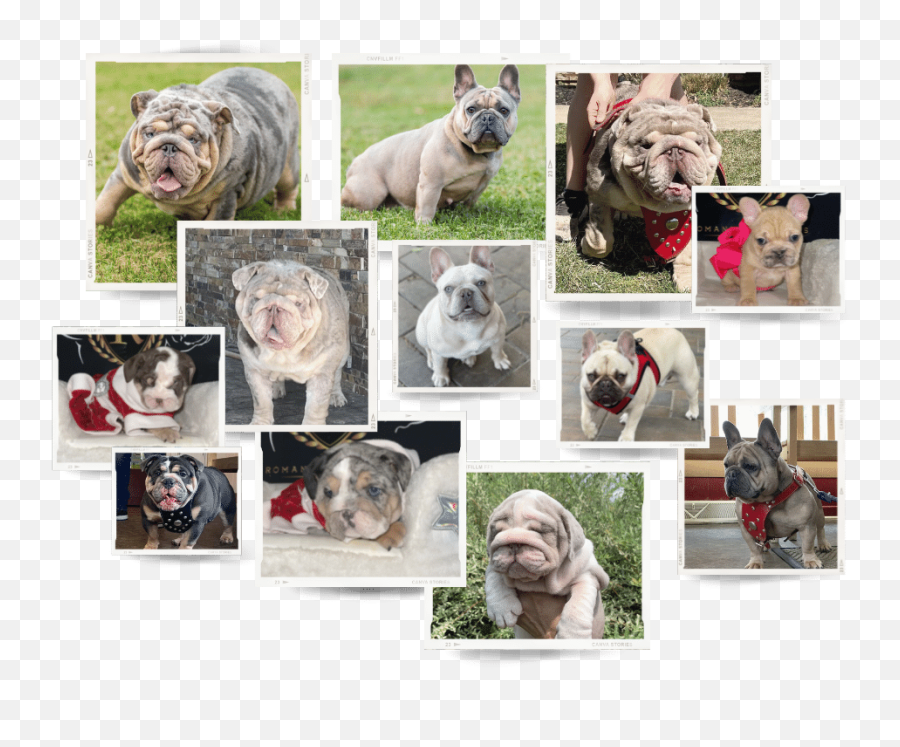 English U0026 French Bulldogs - Romanis Legacy Bulldogs Emoji,Shar Pei Emoticon