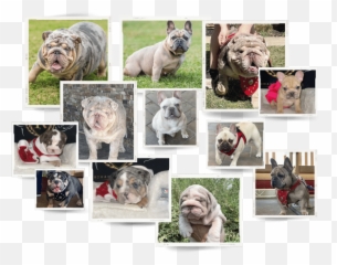 English U0026 French Bulldogs - Romanis Legacy Bulldogs Emoji,Shar Pei Emoticon
