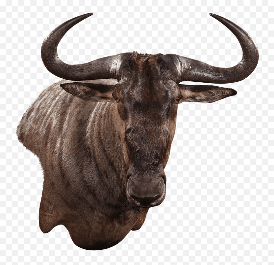 Plains Game Group Ku110 Our Work Kanati Studio Emoji,Bull Emoji Code