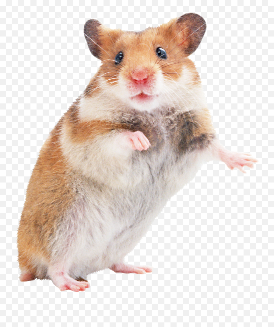 The Most Edited Mice Picsart Emoji,Mouse Bunny Hamster Emoji