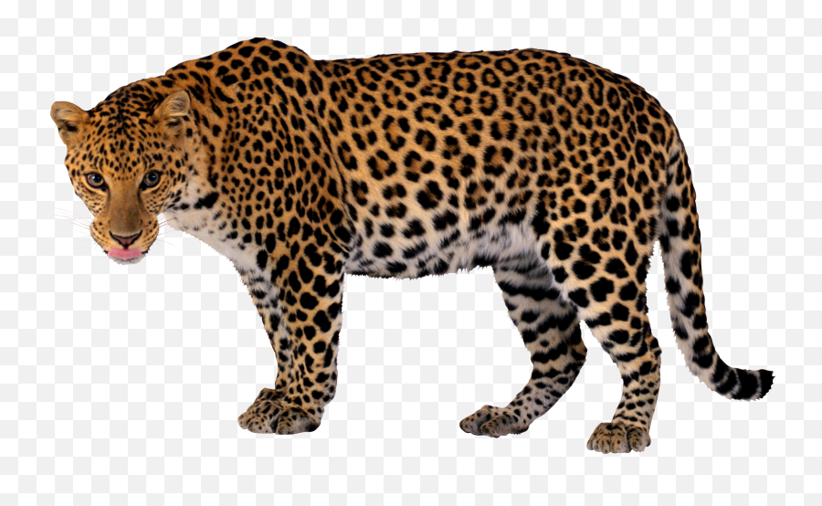 Amur Leopard Png U0026 Free Amur Leopardpng Transparent Images - Leopard Clipart Png Emoji,Cheetah Emoji