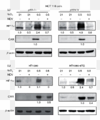 Newcastle Disease Virus Degrades Hif Emoji,Hwang Insun Emoticon ???