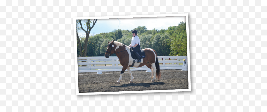 Our Mission - Halter Emoji,The Emotion Code Healing Horses