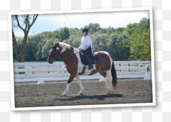 Our Mission - Halter Emoji,The Emotion Code Healing Horses