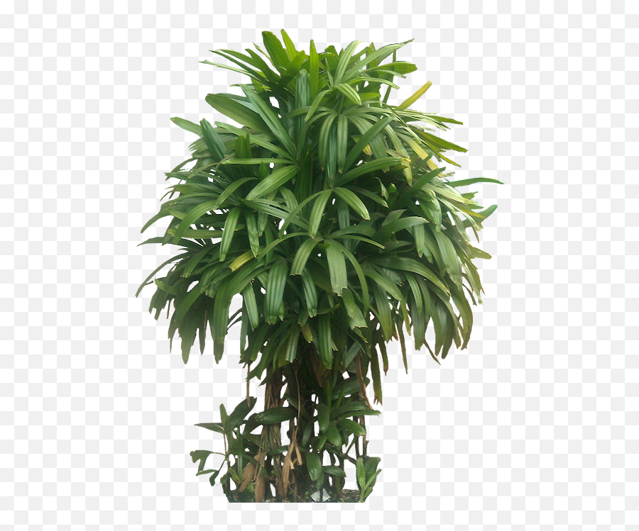 Download Hd Pin By Putichai Sam On Tree - Highest Oxygen Producing Plants Emoji,Bamboo Emoji