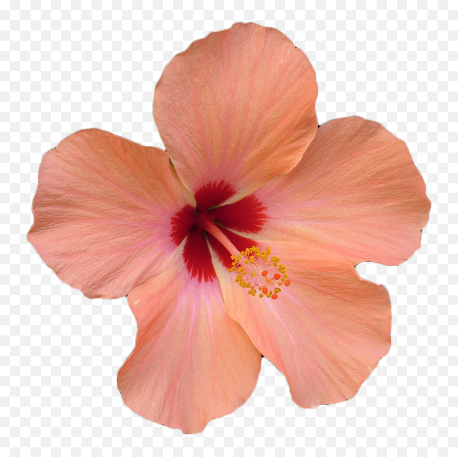 Hawaii Clipart Pink Hibiscus Flower - Transparent Hawaiian Flower Png Emoji,Hibiscus Emoji