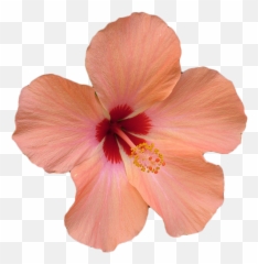 Hawaii Clipart Pink Hibiscus Flower - Transparent Hawaiian Flower Png Emoji,Hibiscus Emoji