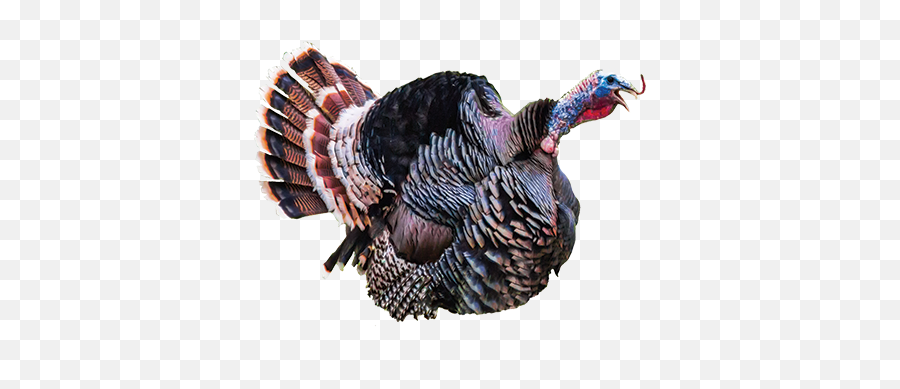 Turkey Bird Png Pic - Turkey Hunting Turkey Photos Gobbling Emoji,Turkey Dinner Emoji