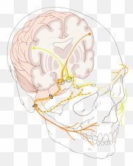 He Descubierto Que Aquí - Ilustracao Do Nervo Facial Emoji,Epilepsia De Emojis