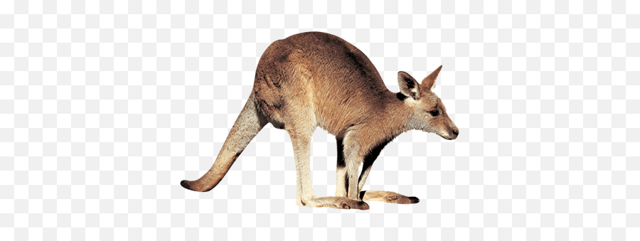 Kangaroo Right Transparent Png - Kangaroo Transparent Background Emoji,Kangaroo Emoji