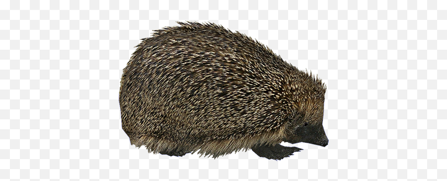 European Hedgehog Png U0026 Free European Hedgehogpng - Domesticated Hedgehog Emoji,Hedgehog Emoji Android