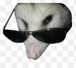 Funny Cat Pfps For Discord - Emojigg Is A Platform For Non Binary Possum,Dog Emojis For Slack