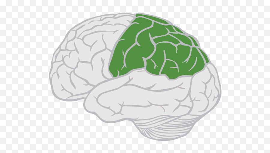 Теменной мозг. Parietal Lobe. Экологический мозг. Экологичный мозг. Теменная фон.