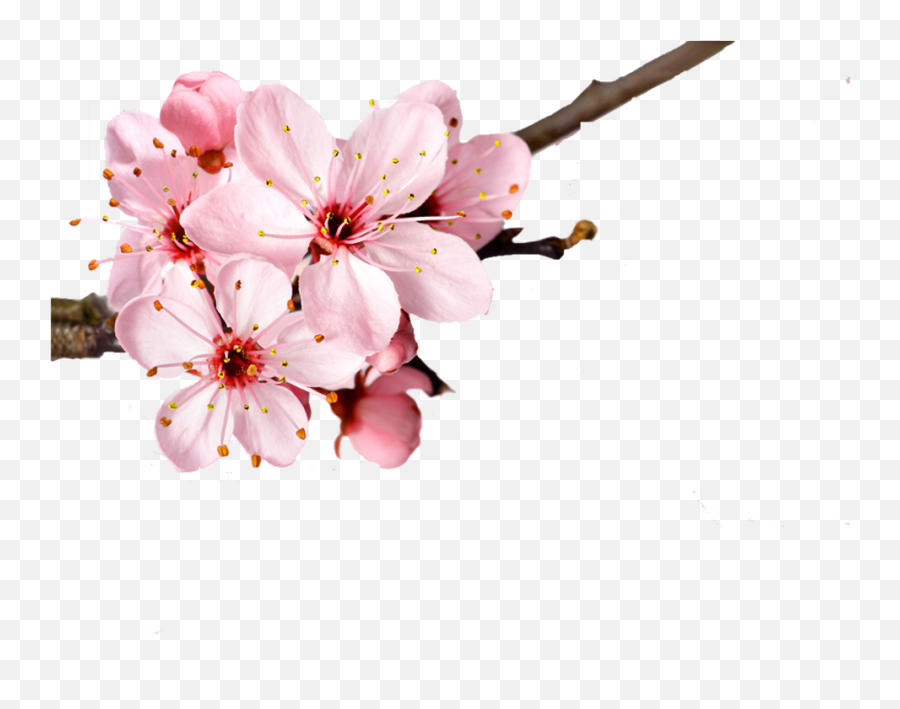 Cherry Blossom Flower Petal - Transparent Single Cherry Blossom Emoji,Sakura Flower Emoticon