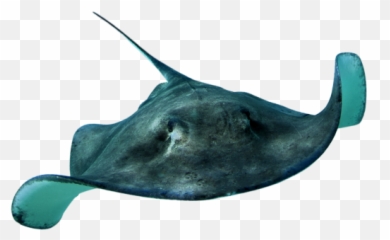 Honeycomb Transparent Background Png - Sting Ray Stingray Transparent Background Emoji,Stingray Emoji