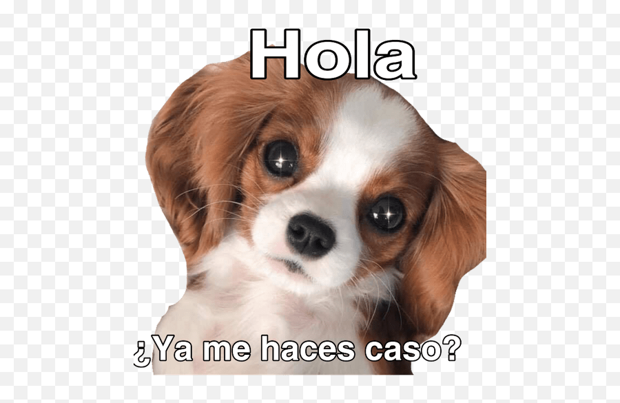 Pa Hacer Drama A Tu Novix - Süße Tierbabys Emoji,Cavalier King Charles Spaniel Sticker Emoji