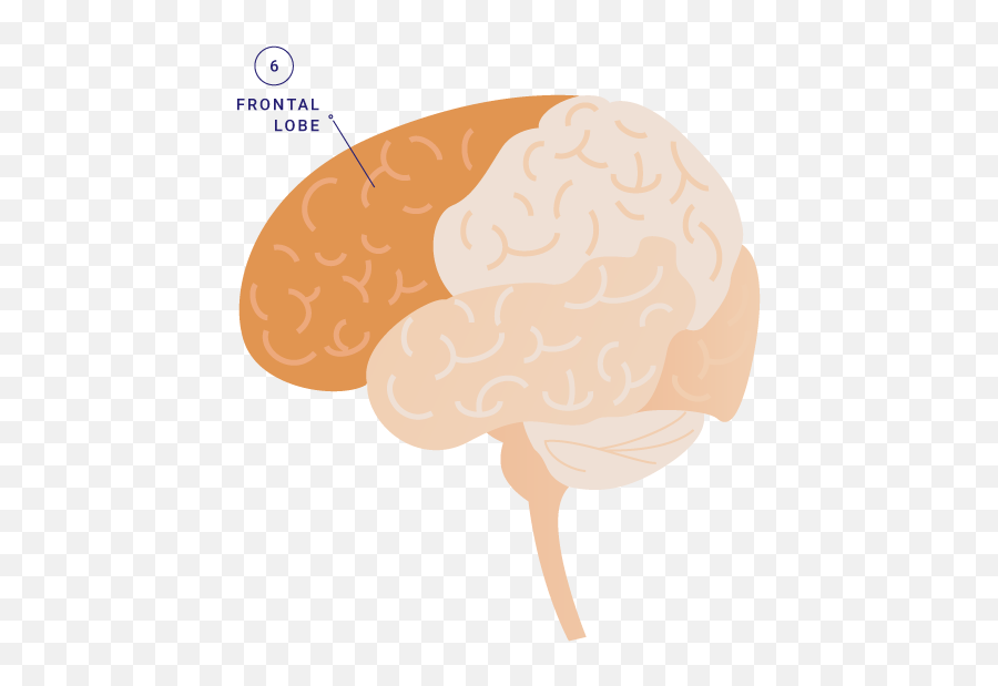 Talk The Tot Brain Components U2013 Children Now - Curly Emoji,Part Of The Brain For Emotions