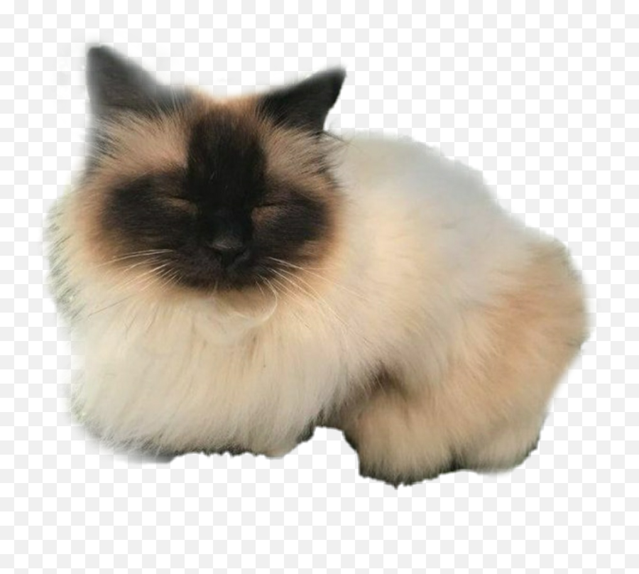 The Most Edited Familiar Picsart - Siamese Cat Emoji,Siamese Kitty Emoticon