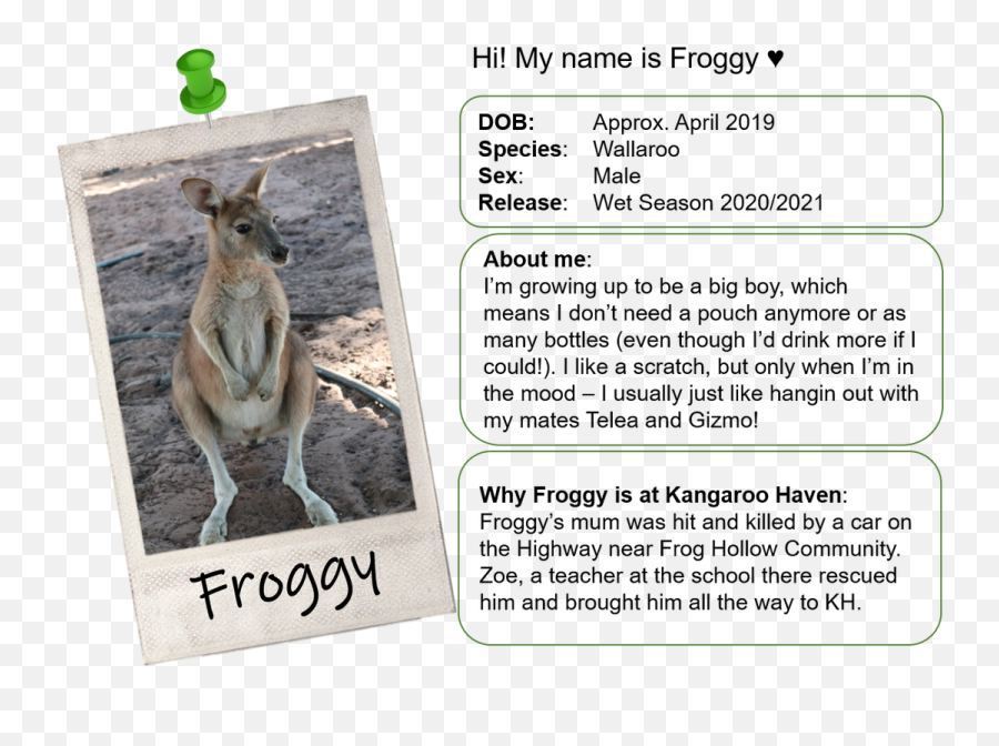 Sponsor A Joey - Kangaroo Haven Emoji,Kangaroo Human Emotion Baby