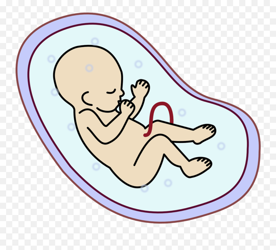 Life Finds A Way A Complete Guide For Expectant Mothers In - Embriyo Png Emoji,Pregnant With Emotion