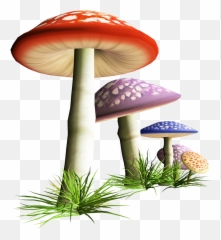 Download Fungus Mushroom Free Hq Image Clipart Png Free Emoji,Edible Cake Images Emoticons