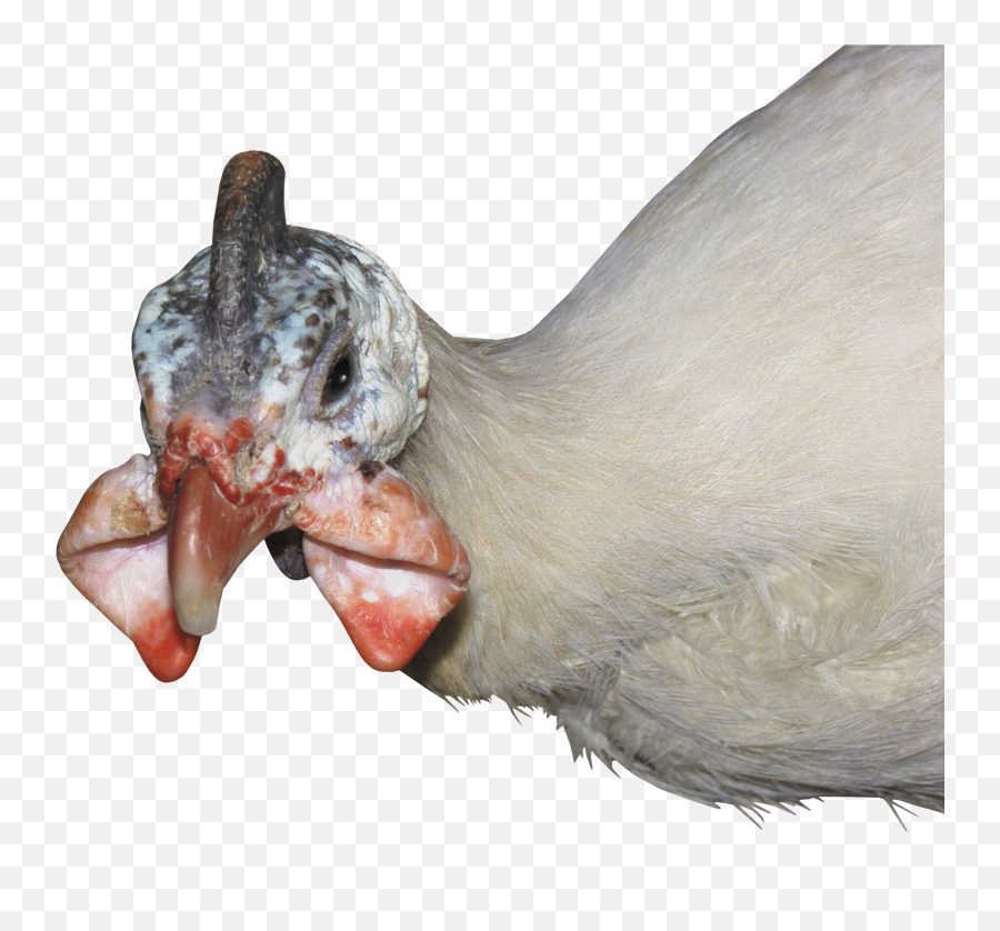 Turkey Bird Png Free Photo - High Quality Image For Free Here Emoji,Turker Emoji