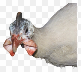 Turkey Bird Png Free Photo - High Quality Image For Free Here Emoji,Turker Emoji