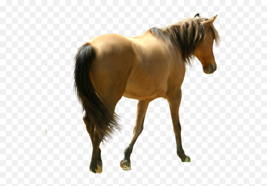 Horse Png 23 - Png 6122 Free Png Images Starpng Emoji,Horse Running Emoji