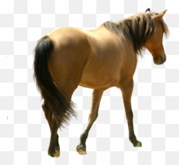 Horse Png 23 - Png 6122 Free Png Images Starpng Emoji,Horse Running Emoji