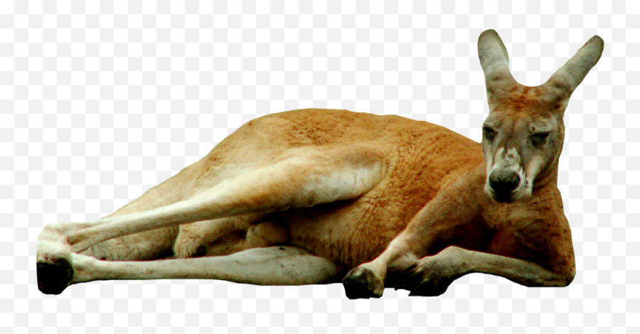 Kangaroo Png Images Free Download - Kangaroo Png Emoji,Kangaroo Emoji