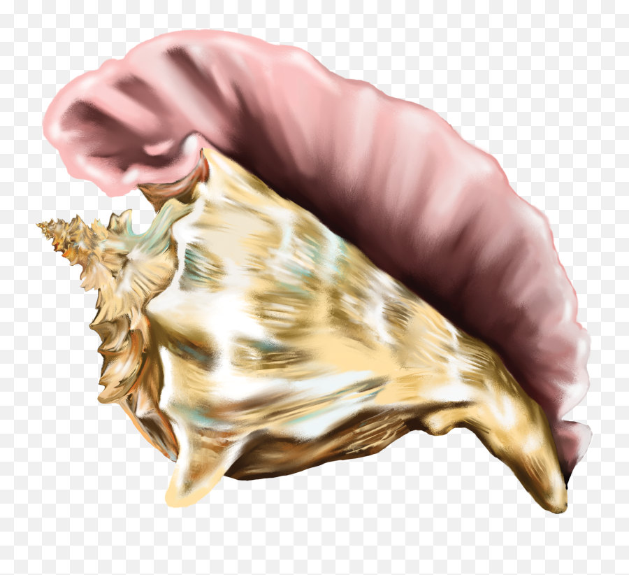 Shell Clipart Conch Shell Conch - Png Clipart Queen Conch Png Emoji,Conch Shell Emoji