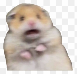 Scared Hamster Cute Aw Idk Sticker - Hamster Cult Tik Tok Pfp Emoji,Hamster Emoji