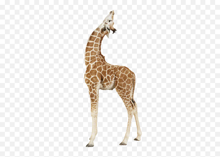 Baby Giraffes Taronga Zoo Sydney Infant - Uganda Wildlife Conservation Education Centre Emoji,Giraffe Emoji Whatsapp