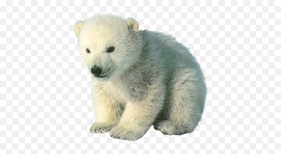 Oso Polar Osopolar Polarbear Bear Sticker By Oscar - Baby Cute Antarctic Animals Emoji,Kik Polar Bear Emoji