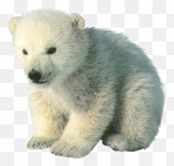 Oso Polar Osopolar Polarbear Bear Sticker By Oscar - Baby Cute Antarctic Animals Emoji,Kik Polar Bear Emoji