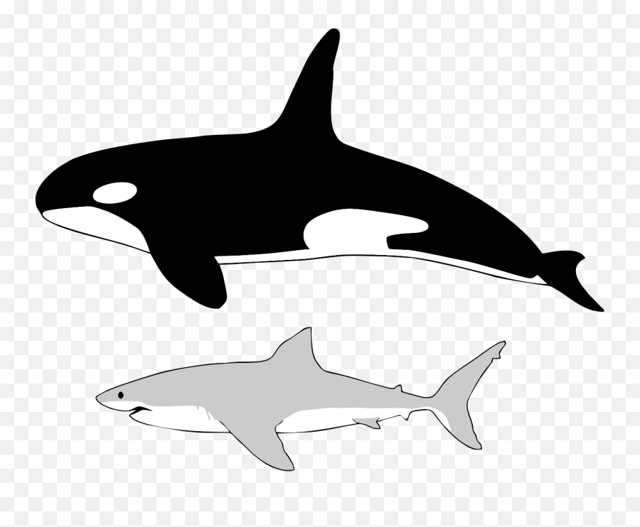 What Does A Killer Whale Look Like - Killer Whale Size Emoji,Orcas Emotions
