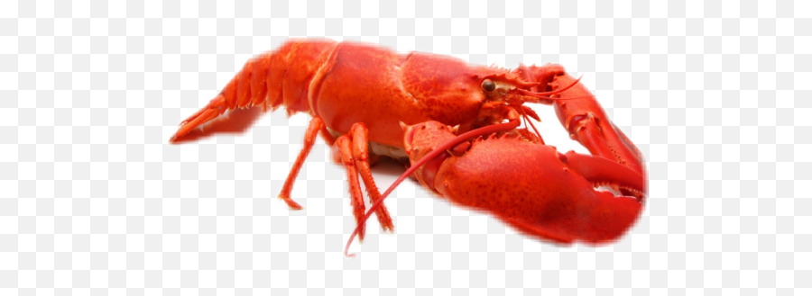 The Best 28 Lobster Picsart - Red Cooked Lobster Emoji,Crawfish Emojis