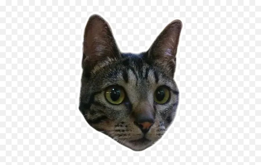 Angel The Meow Whatsapp Stickers - Domestic Cat Emoji,Grey Tabby Emojis