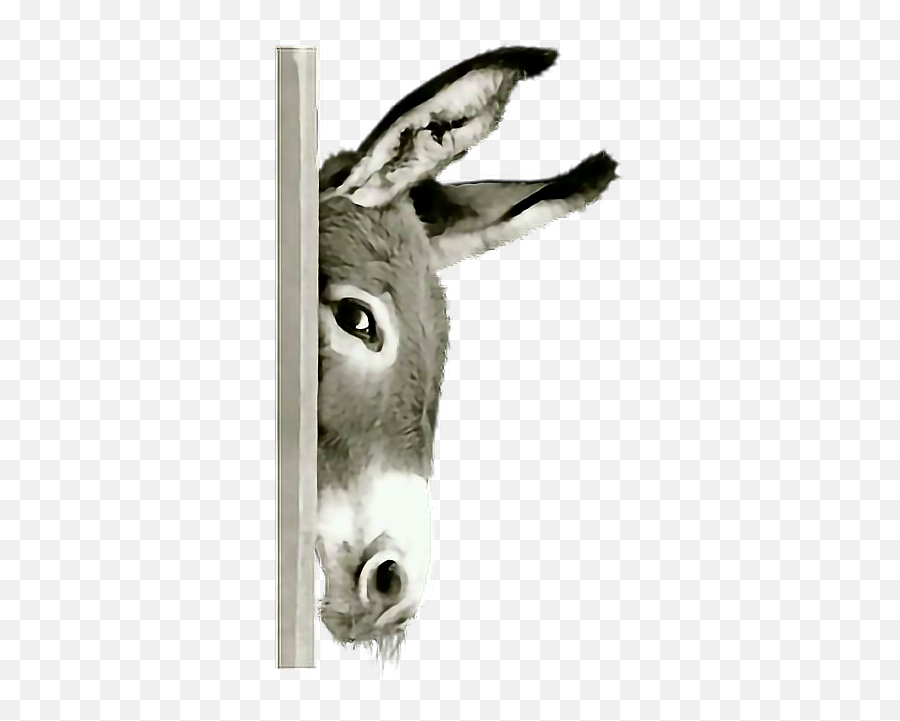 Donkey Mule Hiding Terrieasterly - Mule Emoji,Mule Emoji