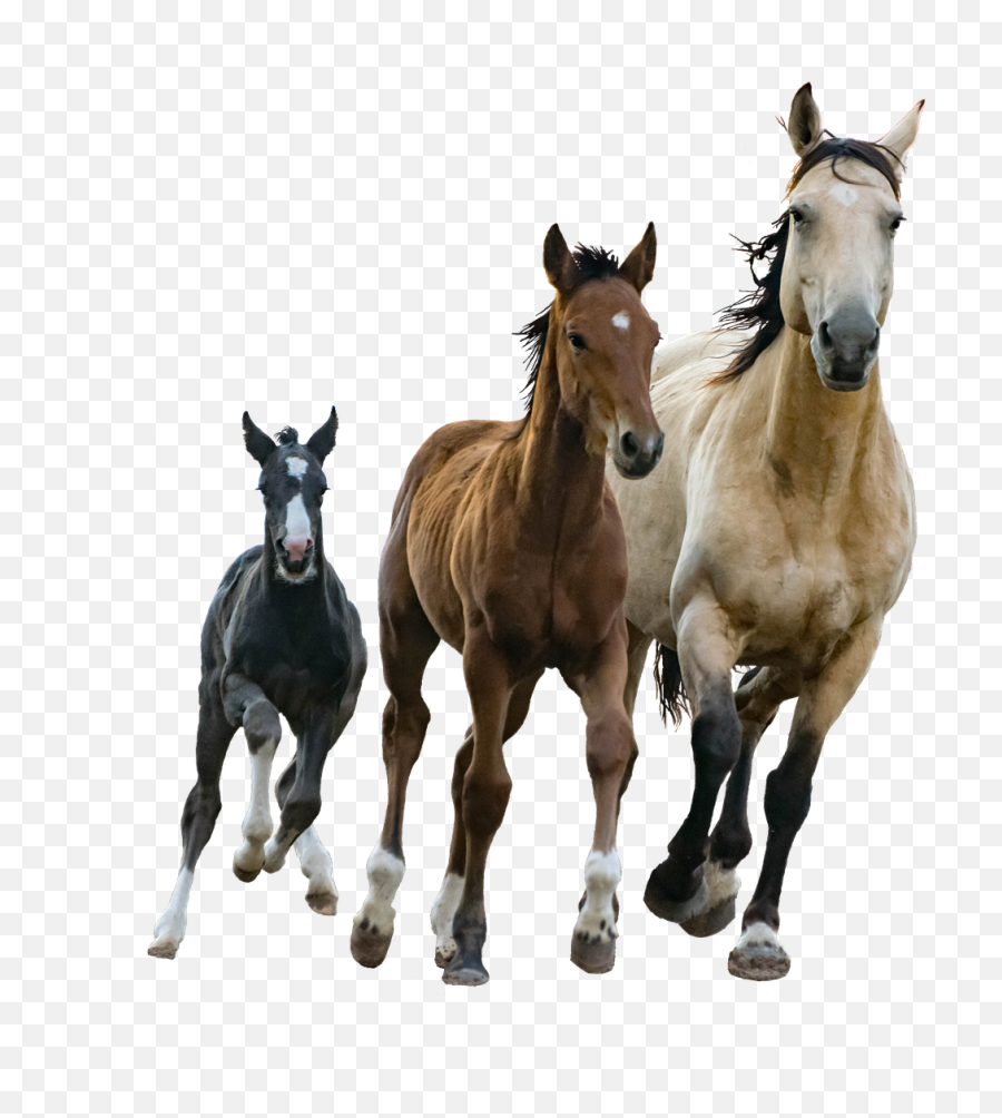 Home Emoji,Emotion Horse Rider Metaphor