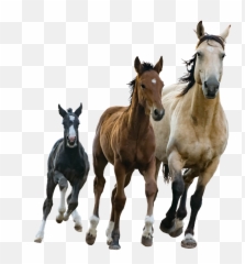 Home Emoji,Emotion Horse Rider Metaphor