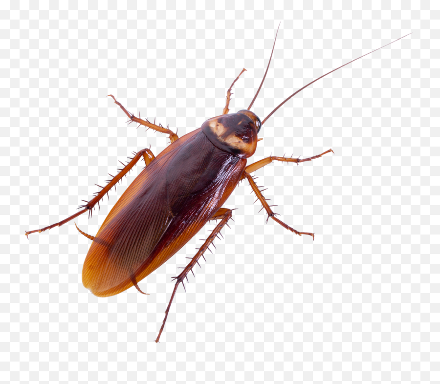 Oklahoma Homeowners Guide To Avoiding - Cockroach Flying Emoji,Facebook Cockroach Emoticon