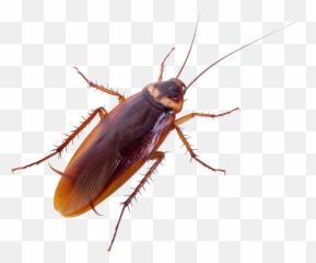 Oklahoma Homeowners Guide To Avoiding - Cockroach Flying Emoji,Facebook Cockroach Emoticon