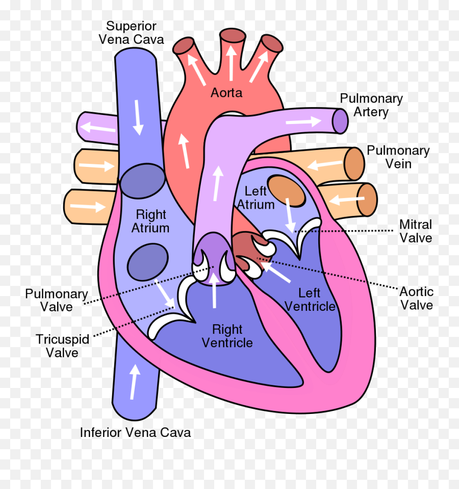 Diagram Weak Heart Diagram Full Version Hd Quality Heart - Bicuspid And Tricuspid Valves Located Emoji,Heart Attack Emoji
