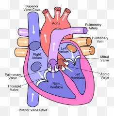 Diagram Weak Heart Diagram Full Version Hd Quality Heart - Bicuspid And Tricuspid Valves Located Emoji,Heart Attack Emoji